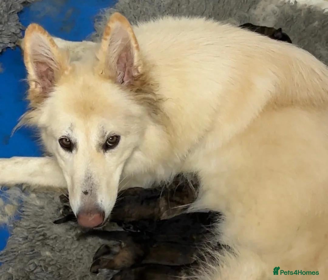 German Shepherd dogs for sale: Intelligent German Shepherd Puppies for Sale - Advert 3
