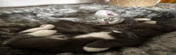 Ragcoon cats for sale: Beautiful female Ragcoon kittens **AVAILABLE NOW * in Perth - Advert 7