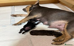 French Bulldog dogs for sale: 🏆 OVER 20 IMPERIAL CHAMPIONS IN THE BLOODLINE 🏆 - Image 4