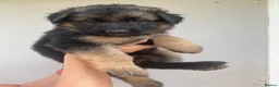 German Shepherd dogs for sale: German Shepherd puppies – Kennel Club registered - Advert 23