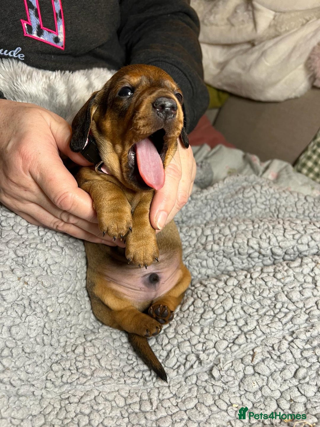 Miniature Dachshund dogs for sale: Miniature dachshund  - Advert 12