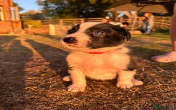 Border Collie dogs for sale: 10 Beautiful Border Collie Puppies - Image 7