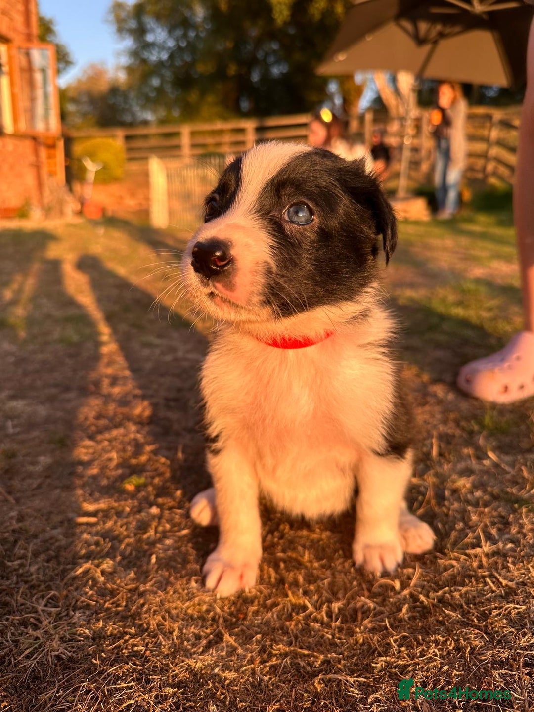 Border Collie dogs for sale: 10 Beautiful Border Collie Puppies - Image 7