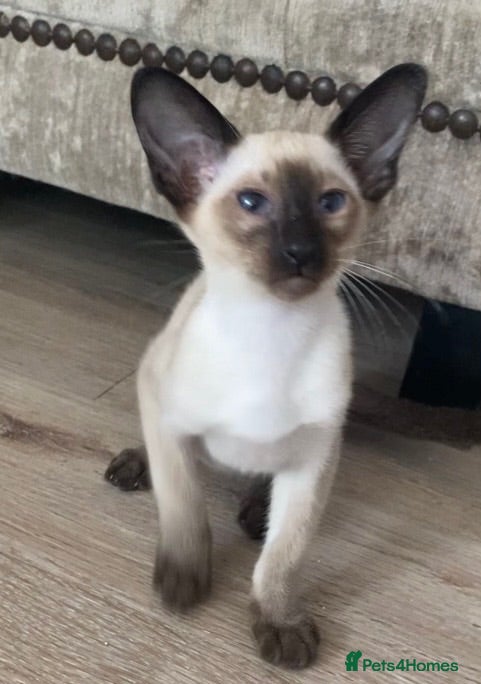 Siamese cats Chocolate point oriental  - Advert 6