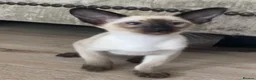 Siamese cats for sale: Chocolate point oriental  - Advert 1