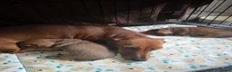 Dachshund dogs for sale: Shaded red Dachshund puppies in Barrow-upon-Humber - Advert 10