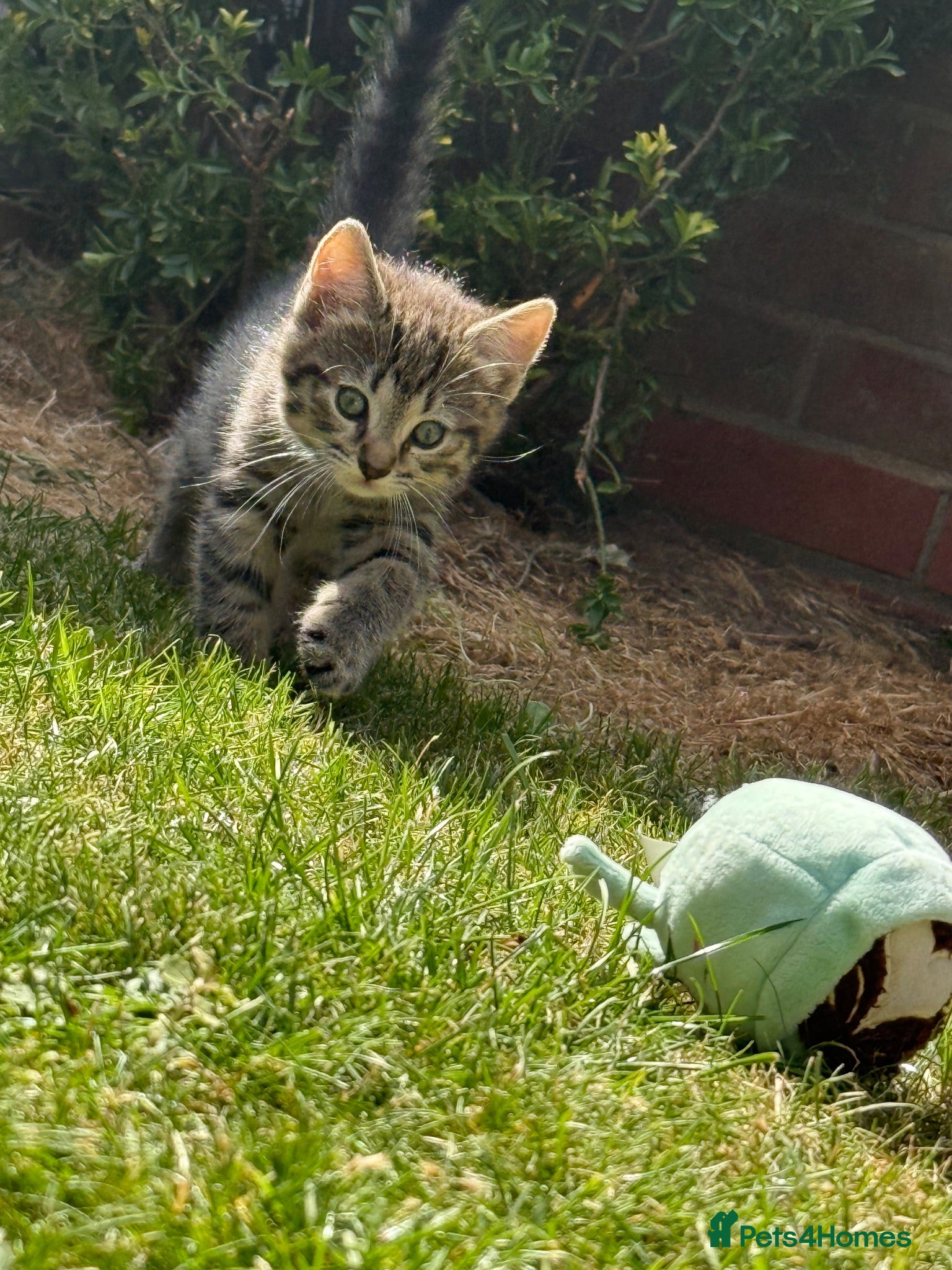 Mixed Breed cats Half tabby half silver bengal  - Advert 19