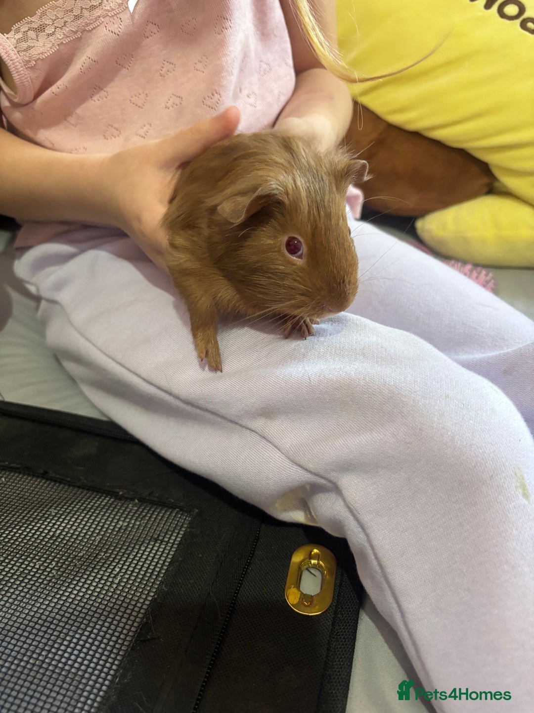 Guinea Pig rodents for sale: Baby piggies - Advert 5