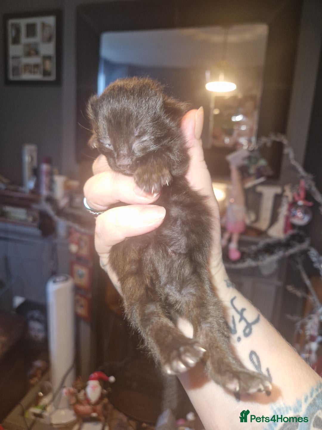 Domestic Shorthair cats for sale: Lisa c - Advert 2