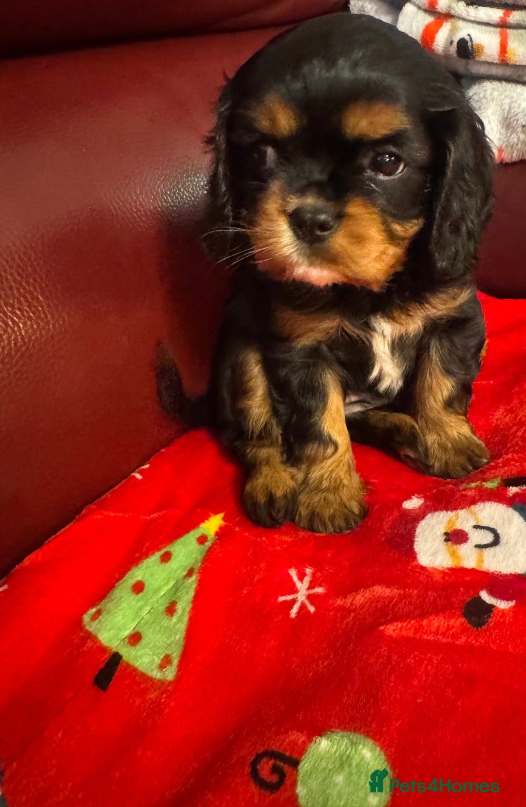 Cavalier King Charles Spaniel dogs for sale: KC REG Health tested one boy available now. - Advert 5