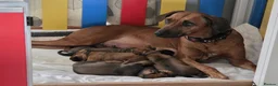 Rhodesian Ridgeback dogs for sale: KC Registered Rhodesian Ridgeback Puppies in Walsall - Advert 8