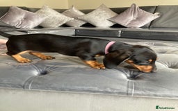 Dachshund dogs for sale: Miniature Sausage Dog Pups READY TO GO Dachshund  - Image 6
