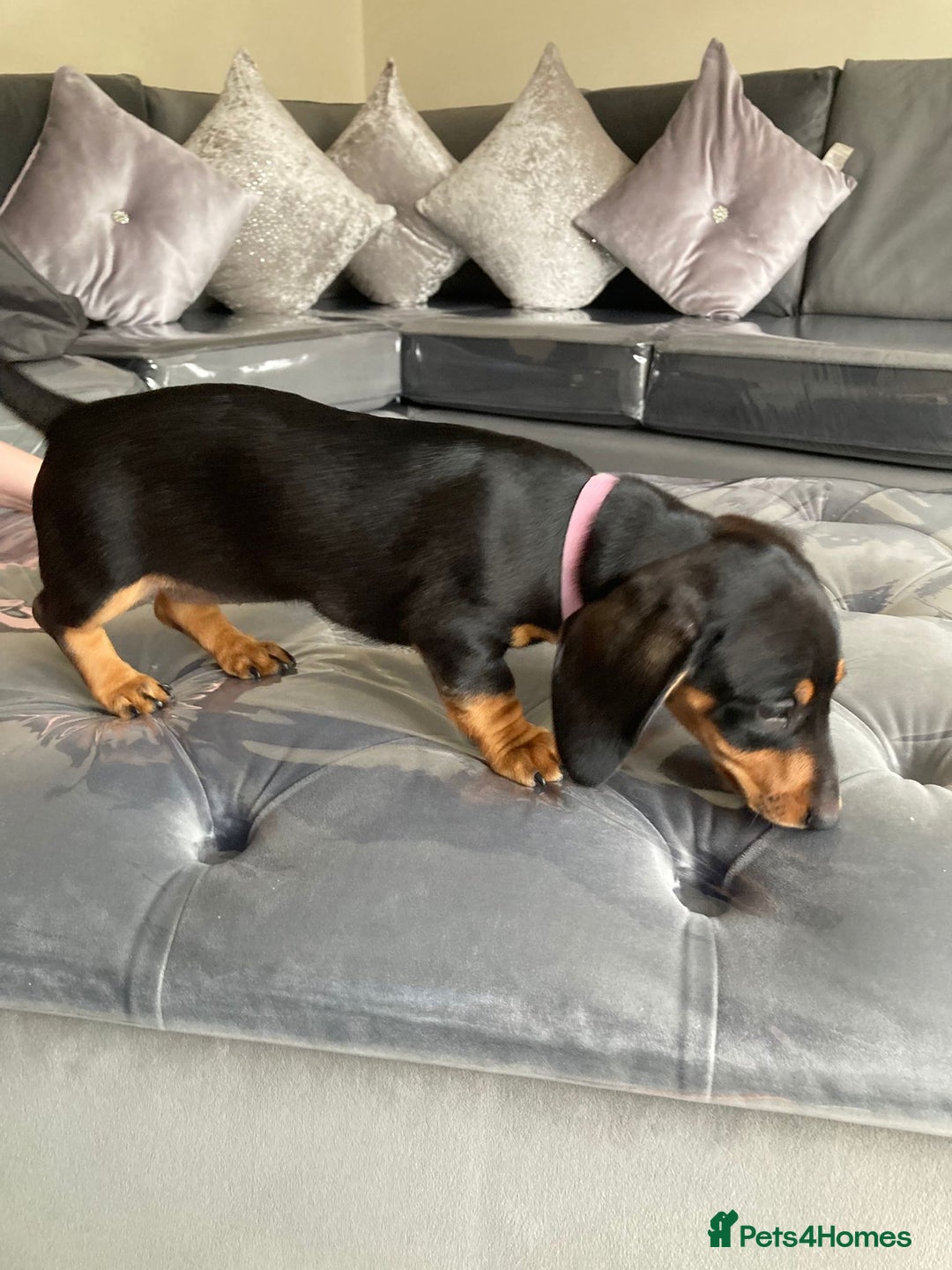 Dachshund dogs for sale: Miniature Sausage Dog Pups READY TO GO Dachshund  - Image 6