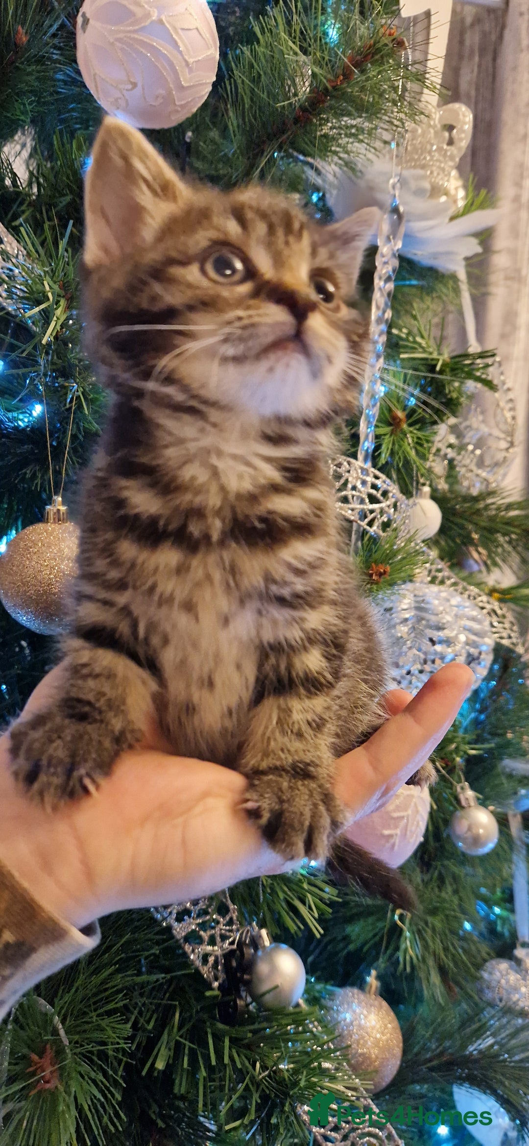 Mixed Breed cats for sale: Beautiful kittens  - Advert 1