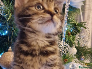 Mixed Breed cats Beautiful kittens - Advert 1