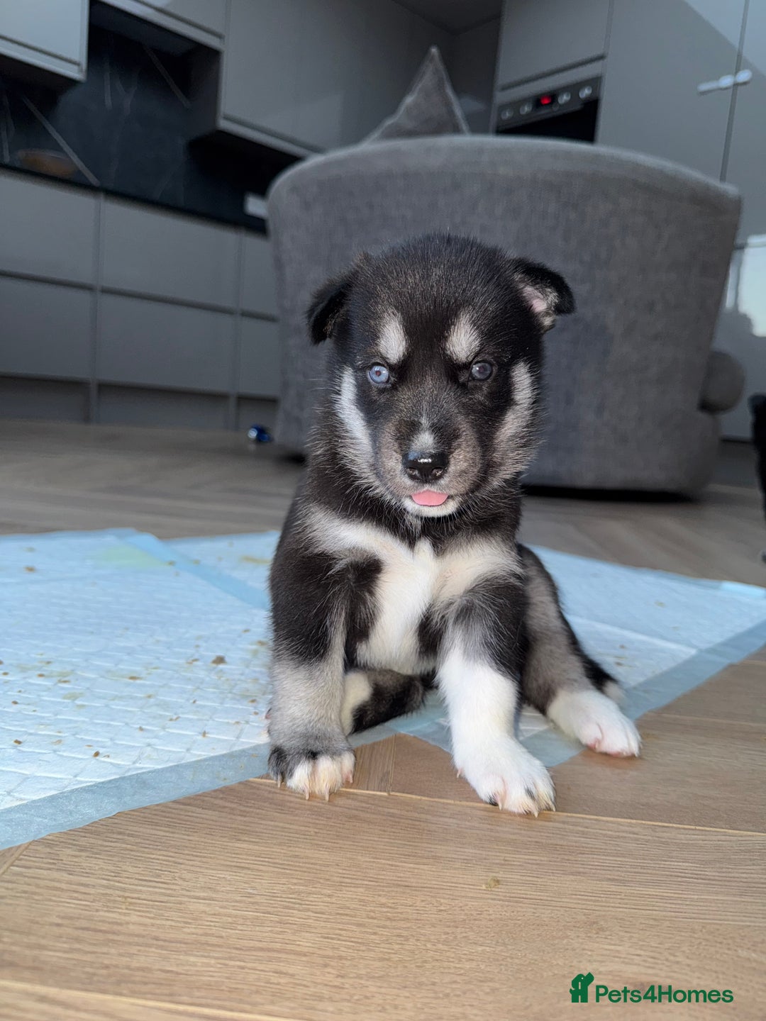 Siberian Husky dogs for sale: Beautiful Chunky Siberian Husky Puppies  - Image 29