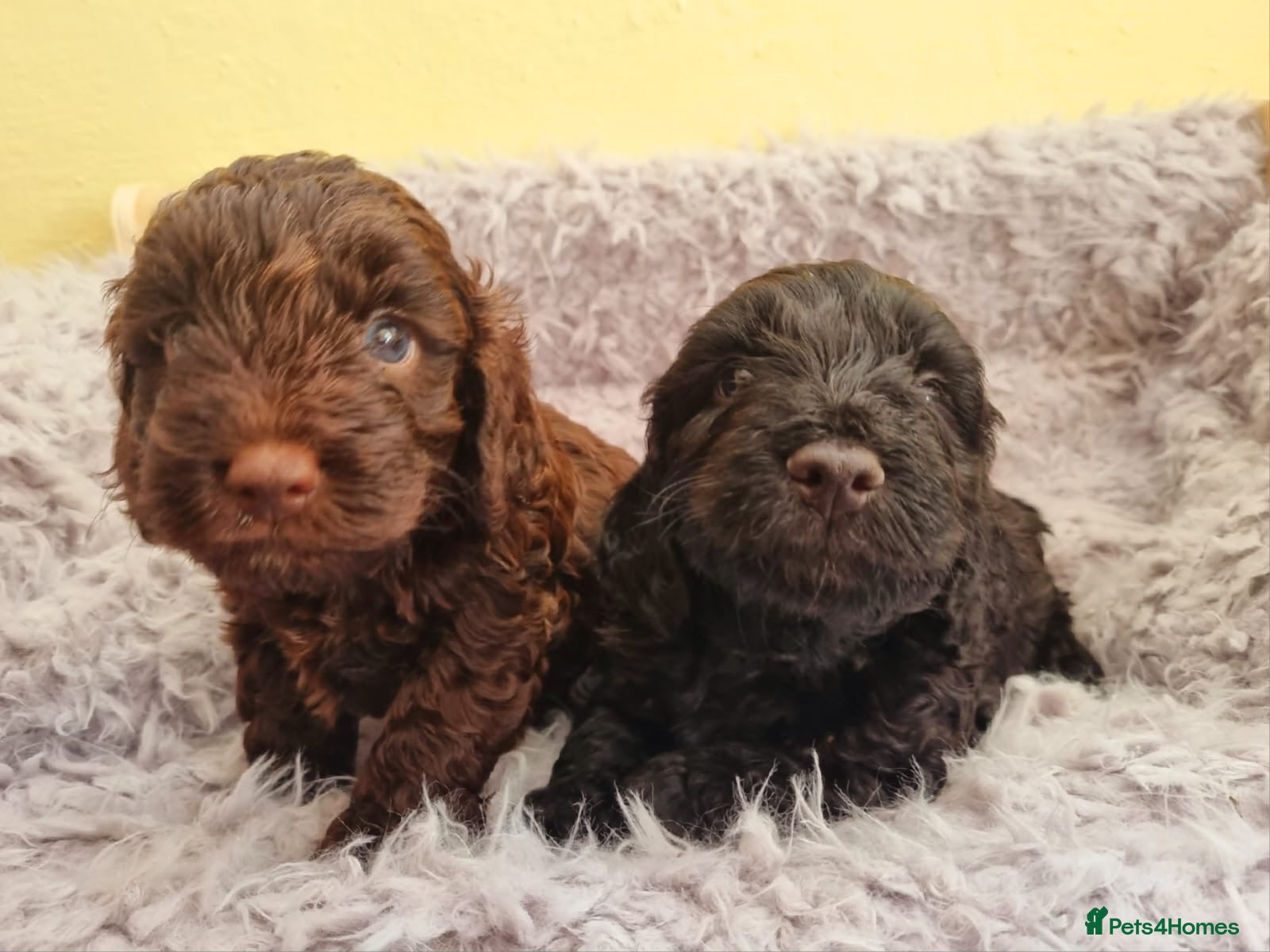 Cockapoo dogs for sale: 🩷🩵 Ready now 2 Girls & 1 Boy🩵🩷 - Advert 1