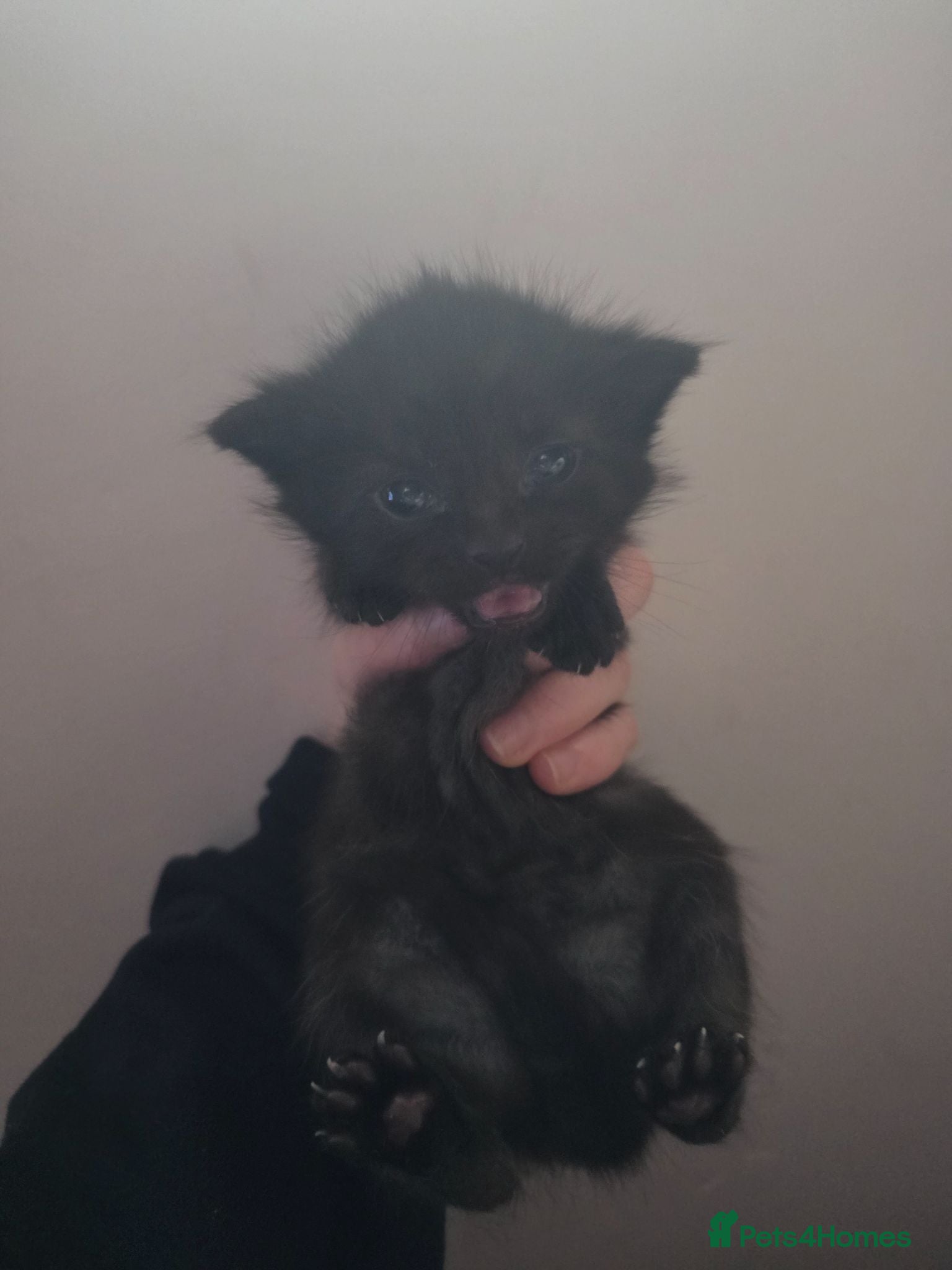 Mixed Breed cats Mix breed kittens - Advert 4