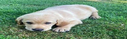 Labrador Retriever dogs for sale: KC Registered Labrador Retriever puppies  - Advert 10