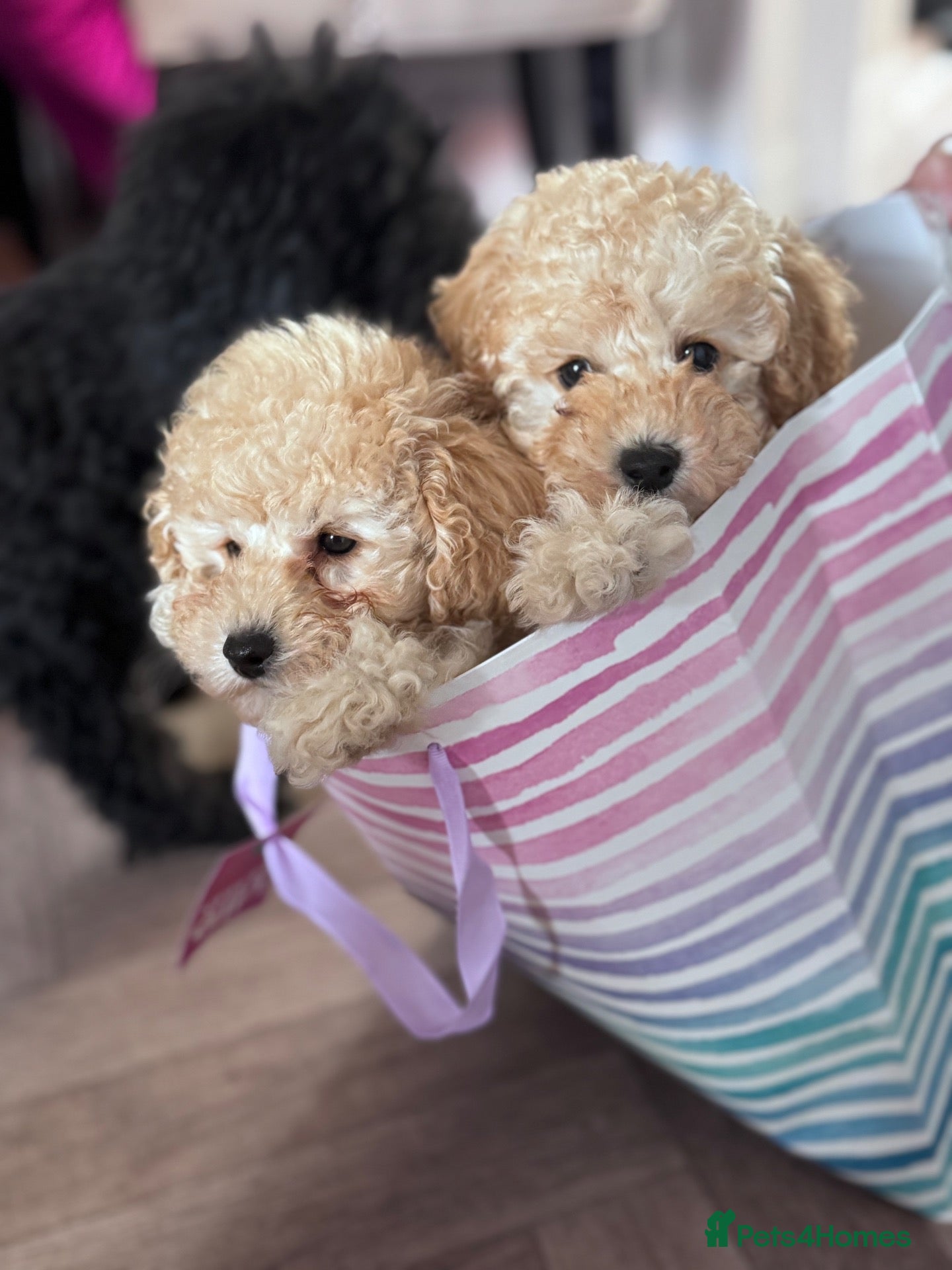Toy Poodle dogs Toy poodles for sale  - Advert 4