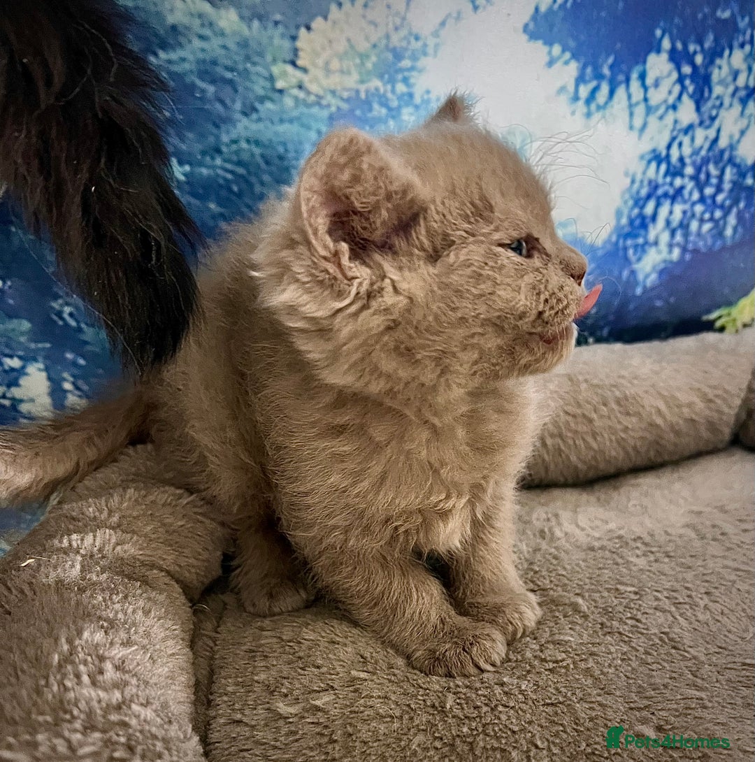 Selkirk Rex cats for sale: Gorgeous Selkirk Rex kittens - Image 19