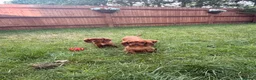 Cavalier King Charles Spaniel dogs for sale: Kc cavalier King Charles spaniel  - Advert 3