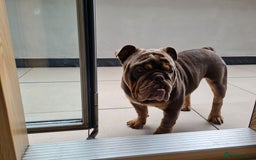 English Bulldog dogs for sale: GHOST - English bulldog  - Image 7