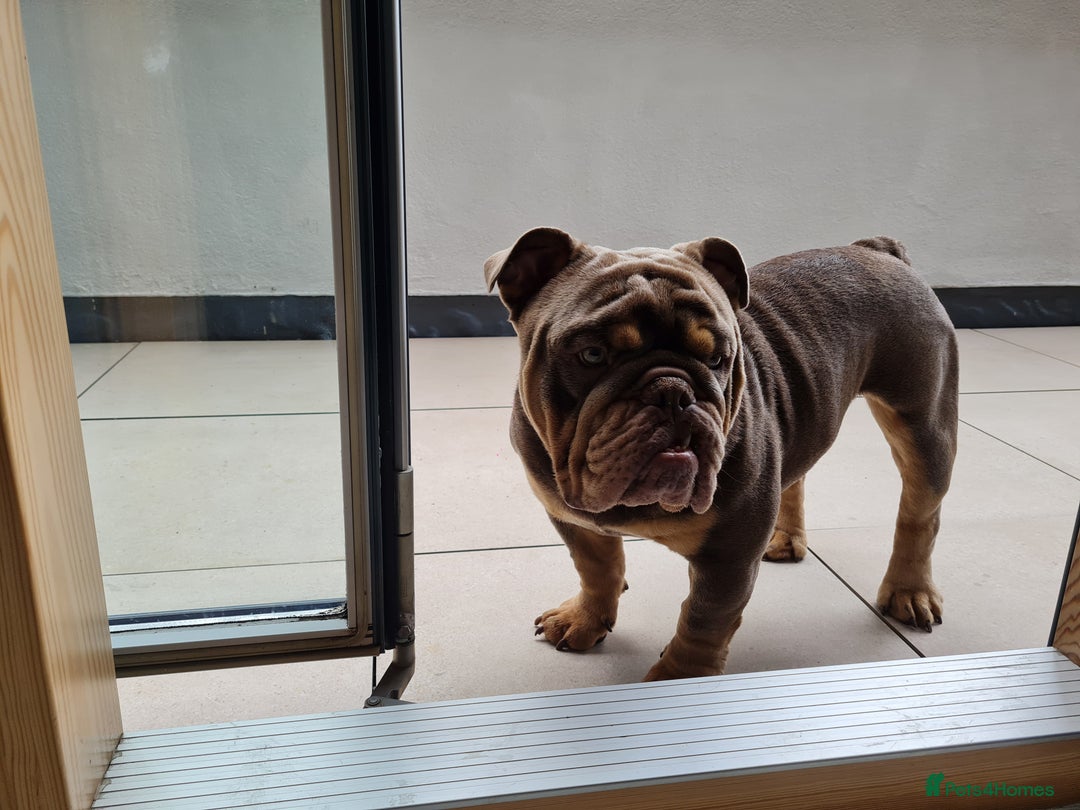 English Bulldog dogs for sale: GHOST - English bulldog  - Image 7