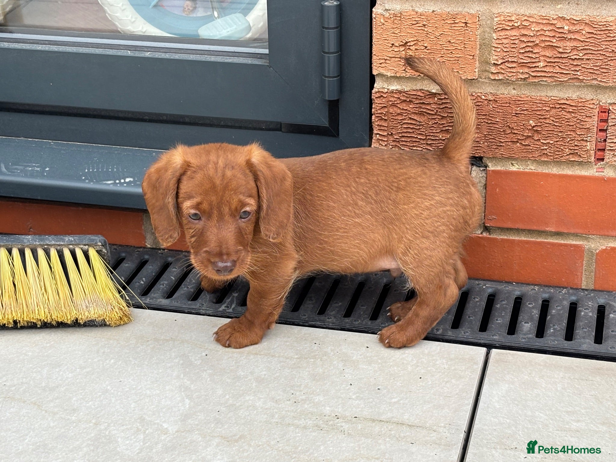 Doxiepoo dogs Doxipoo  - Advert 5