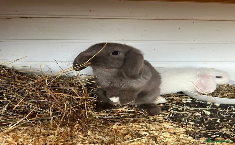 Mini Lop rabbits - Advert 1