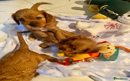 Cockalier dogs for sale: F1 fox red cockalier. girls and boys available - Image 1