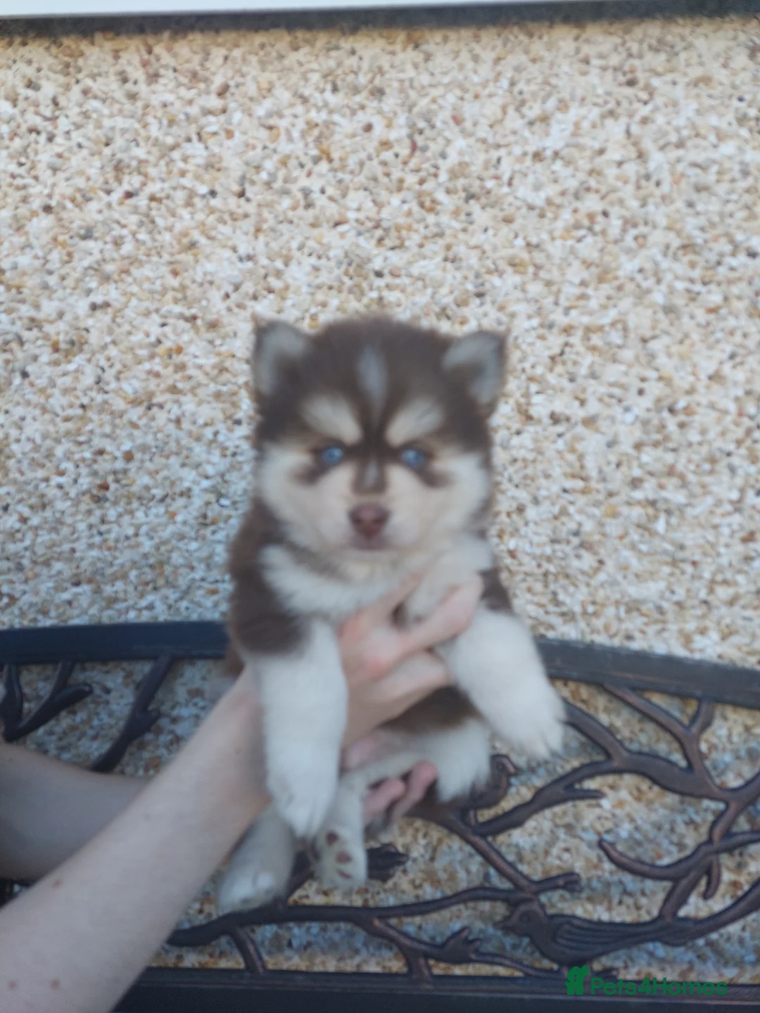 Pomsky dogs for sale: Pomsky Puppy's  - Advert 2