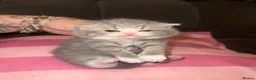 British Shorthair cats for sale: Outstanding Kittens Ready Before  ** 😻🐾🏆🥇 - Advert 20