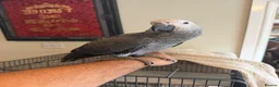 Parrots birds for sale: Hand Reared Baby African Grey - Advert 4