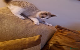 Ragdoll cats for sale: Ragdoll Cross - Advert 6