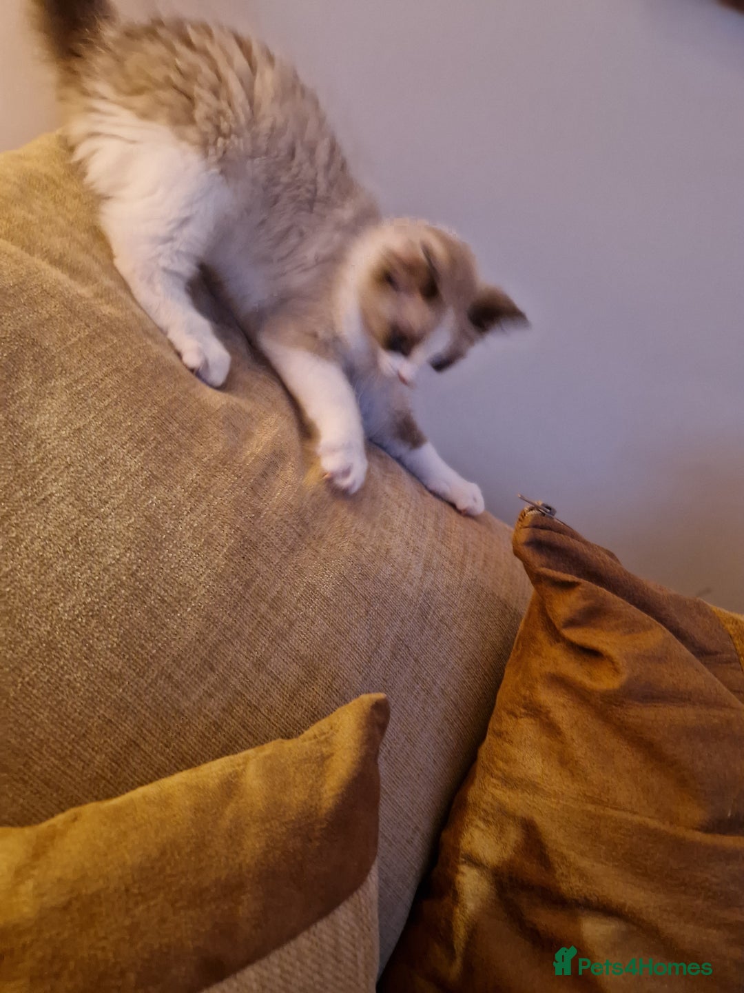 Ragdoll cats for sale: Ragdoll Cross - Advert 6