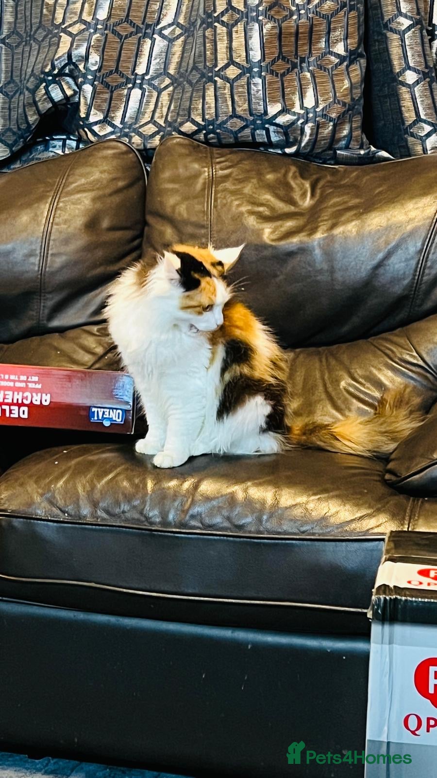 Mixed Breed cats Mainecoon cross  - Advert 1