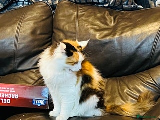 Mixed Breed cats Mainecoon cross - Advert 1