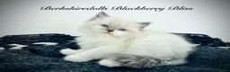 Ragdoll cats for sale: Gorgeous kittens with true ragdoll character - Advert 10