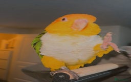 Parrots birds for sale: Beautiful white-bellied Caique ❤️♥️💖 - Image 2