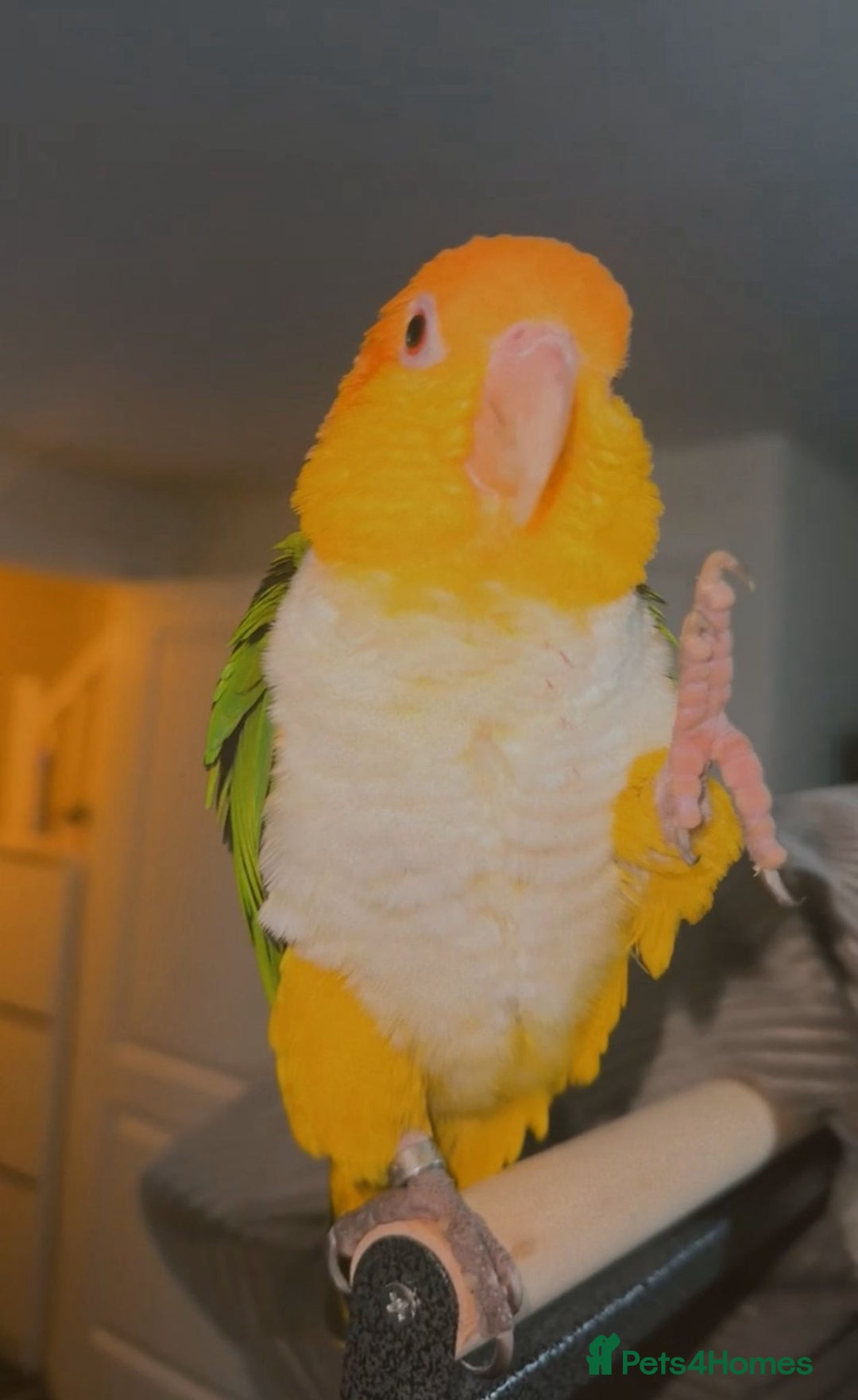 Parrots birds for sale: Beautiful white-bellied Caique ❤️♥️💖 - Image 2