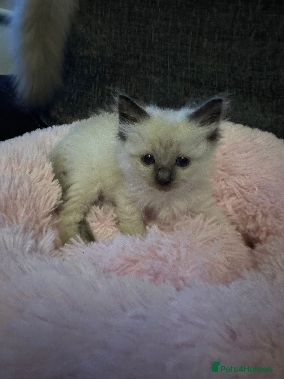 Ragdoll cats for sale: Loving Ragdoll Kittens  - Image 21