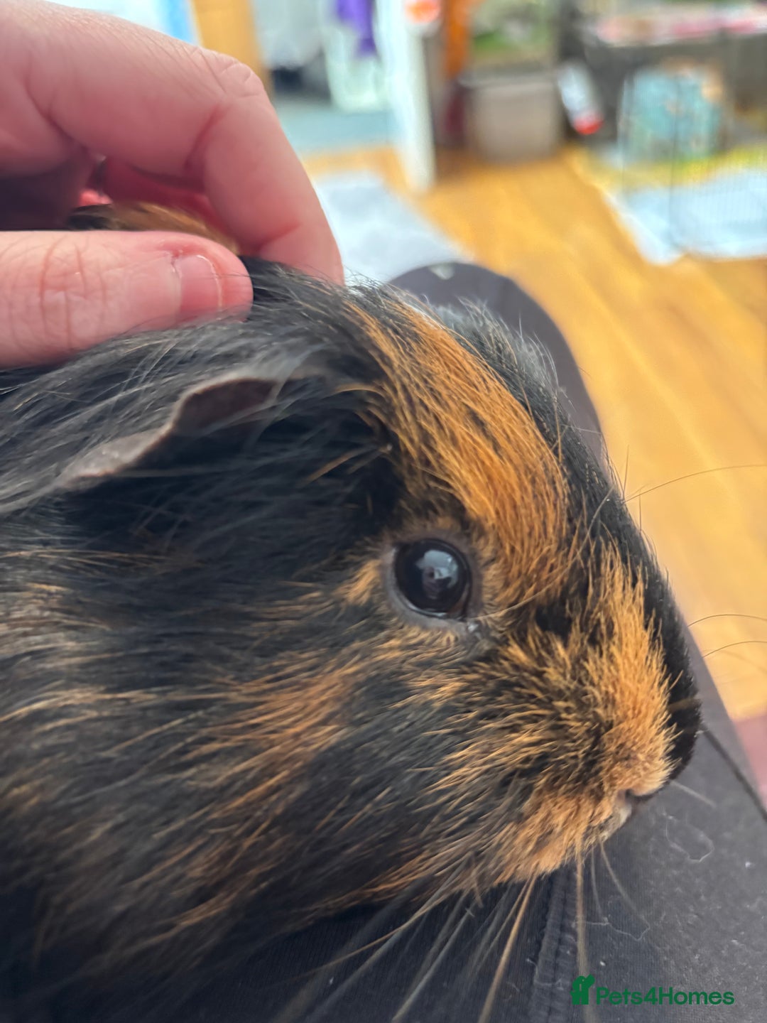 Guinea Pig rodents for sale: Guinea pig.  - Advert 5