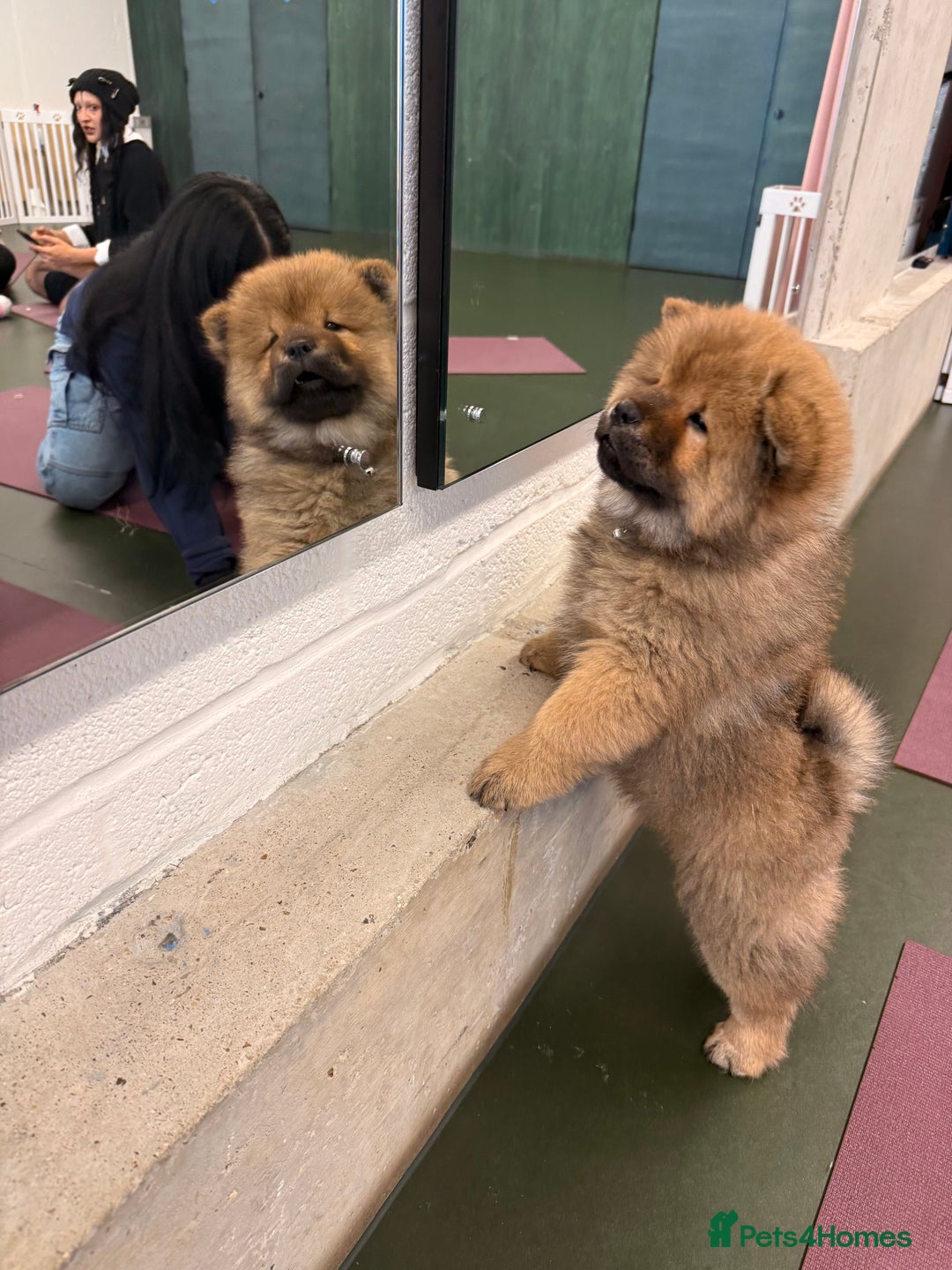 Chow Chow dogs for sale: Chow Puppies looking for new home - Image 29