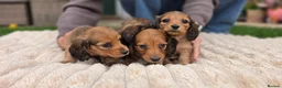 Miniature Dachshund dogs for sale: Miniature longhaired dachshund shaded cream girls in Cambridge - Advert 17