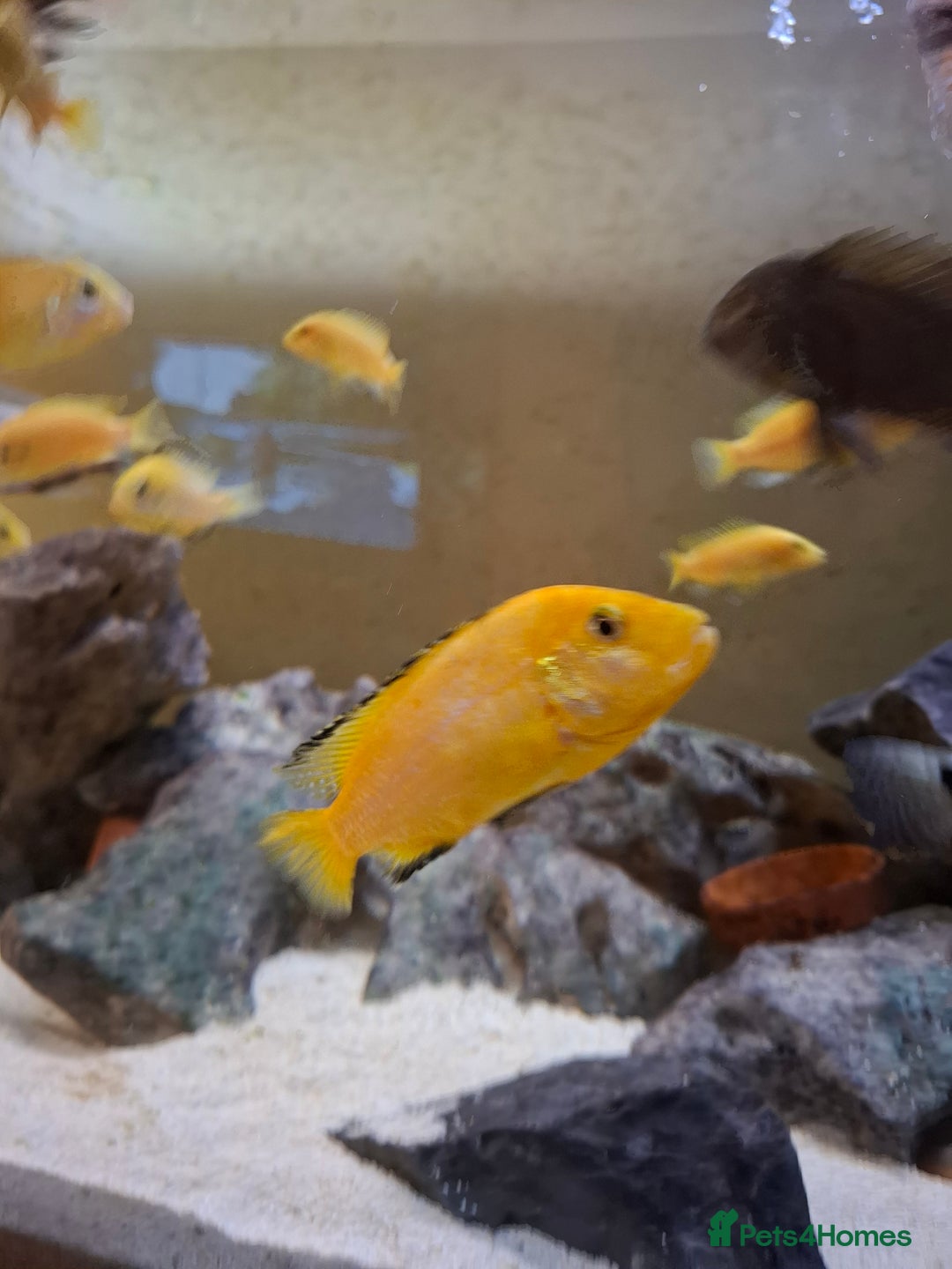 Cichlids fish for sale: Tropical fish  - Advert 11