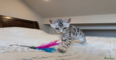 Bengal cats in Barnoldswick - Advert 7