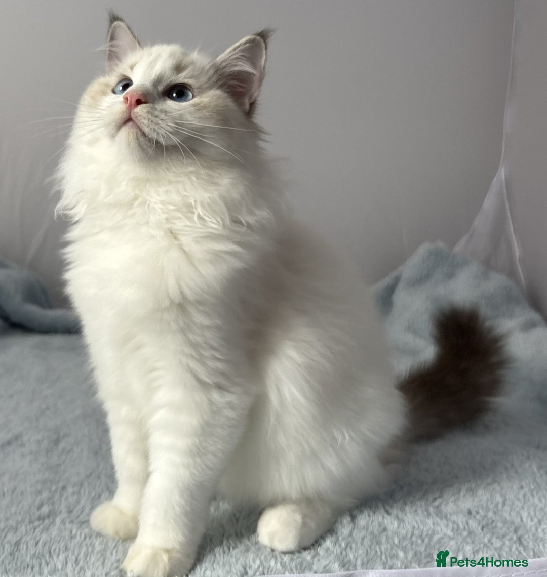 Ragdoll cats for sale: Playful Pedigree Ragdoll Kittens Available - Image 19