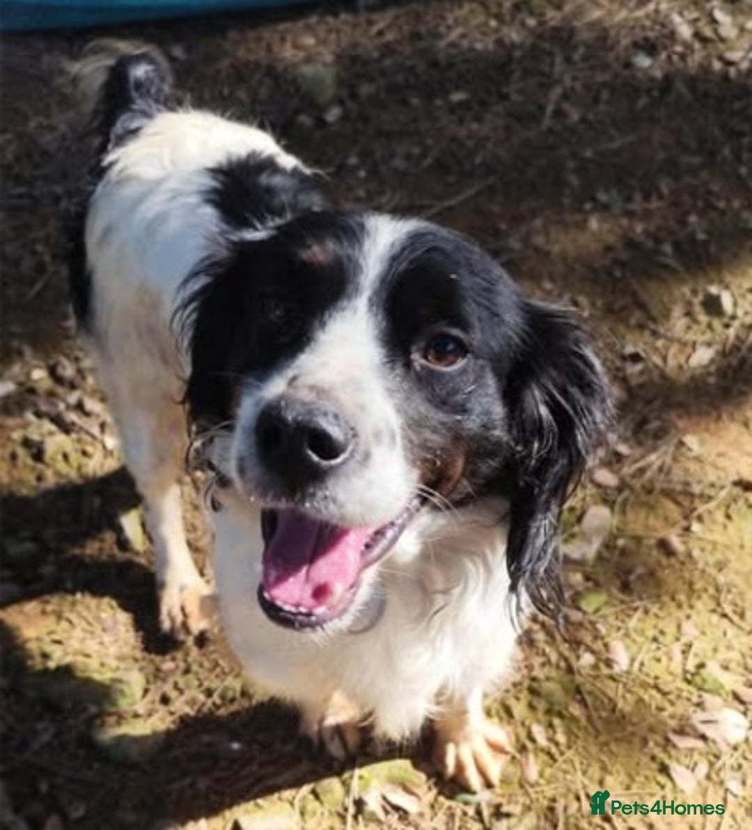 Brittany Spaniel dogs for adoption: Gorgeous, friendly Chicle in Camberley, Surrey - Image 1
