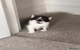 Mixed Breed cats for sale: 🐾 Half British Shorthair Kittens Available! 🐾 - Image 13
